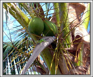 Coconut Trees Shade Nevis Wildlife - Rental Villas In Nevis